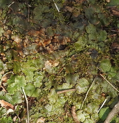 Conocephalum conicum