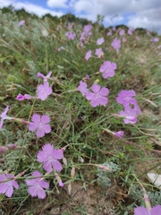 Dianthus gallicus