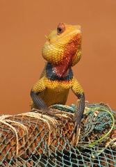Calotes versicolor