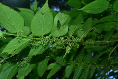 Trema cannabina