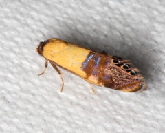 Eupselia