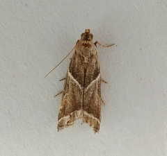 Nyctegretis lineana