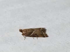 Nyctegretis lineana