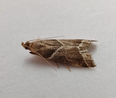 Nyctegretis lineana