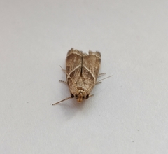 Nyctegretis lineana