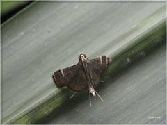 Cangetta hartoghialis