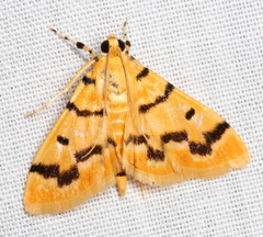 Dichocrocis clytusalis