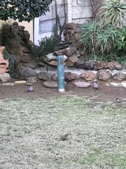 Streptopelia senegalensis senegalensis