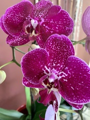 Phalaenopsis