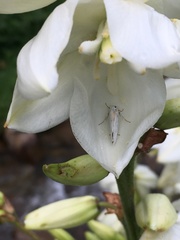 Tegeticula yuccasella