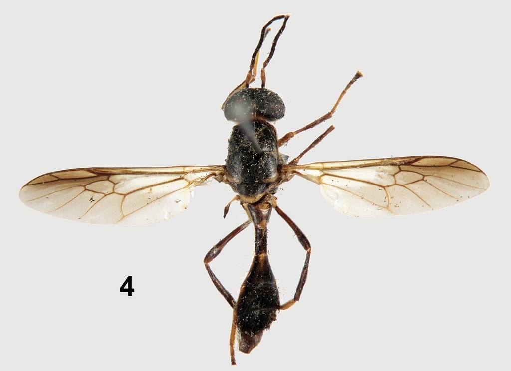 Parastratiosphecomyia szechuanensis