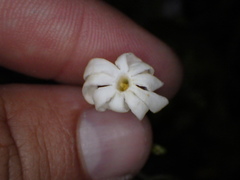 Jasminum fluminense