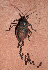 Pachylis pharaonis