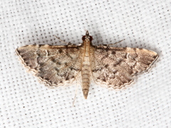 Metasia capnochroa