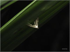 Cangetta hartoghialis