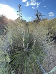 Yucca baileyi