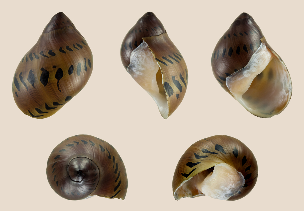 Nérite onion rouge (nérite semiconique) (Vittina semiconica)
