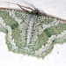 Bizarre Looper Moth - Photo (c) Victor W Fazio III, some rights reserved (CC BY-NC), uploaded by Victor W Fazio III