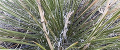 Yucca baileyi