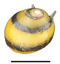 Nérite diadème (Clithon diadema)