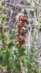 Berberis actinacantha