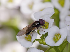 Cheilosia pagana