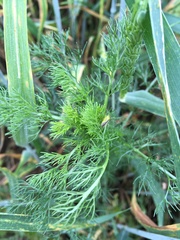 Matricaria discoidea