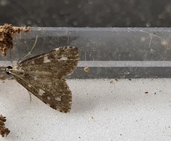 Udea olivalis