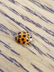Harmonia axyridis