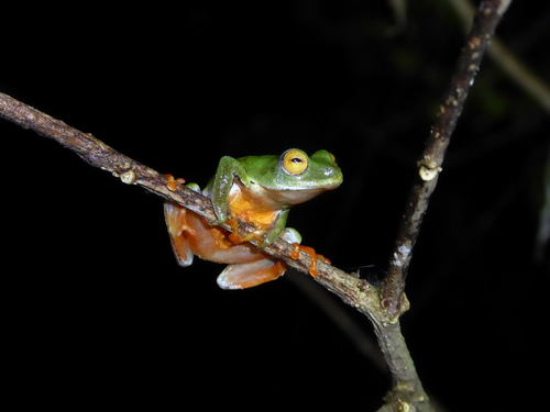 Moller's Gulf Frog, Hyperolius molleri