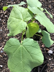Abutilon theophrasti