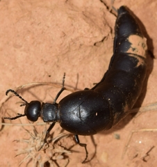 Berberomeloe tenebrosus