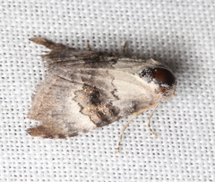 Acatapaustus leucospila