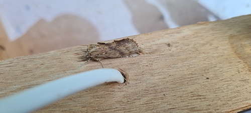 Pale Prominent, De Marne, Groningen, Netherlands, photo 10 of 10