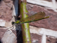 Calopteryx splendens