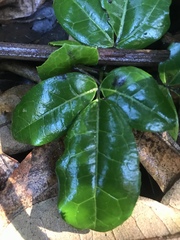 Lardizabala biternata