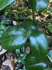 Lardizabala biternata