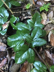 Lardizabala biternata