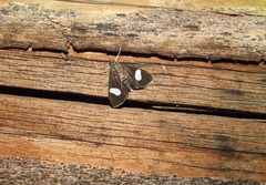 Anania luctualis