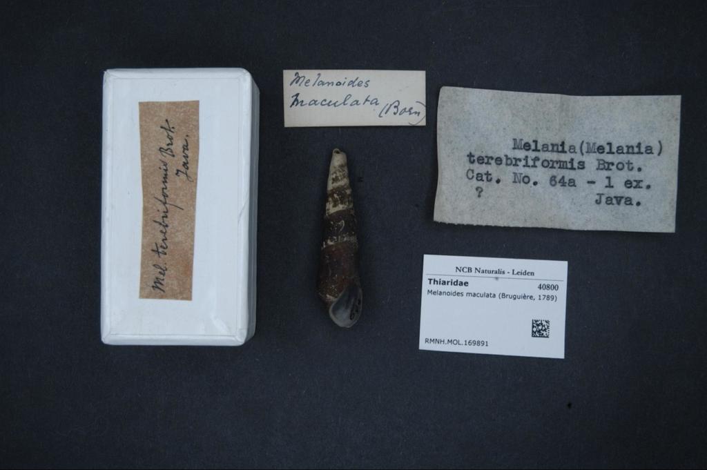 Stenomelania macilenta