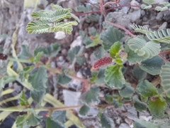 Acalypha monostachya