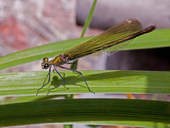 Calopteryx splendens