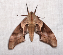 Coequosa australasiae