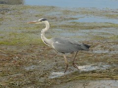 Ardea cinerea