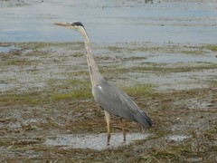 Ardea cinerea