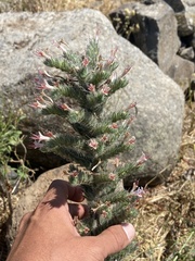 Echium glomeratum
