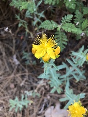 Hypericum concinnum