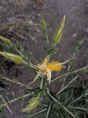 Mentzelia laevicaulis