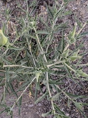 Mentzelia laevicaulis