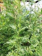 Artemisia vulgaris
